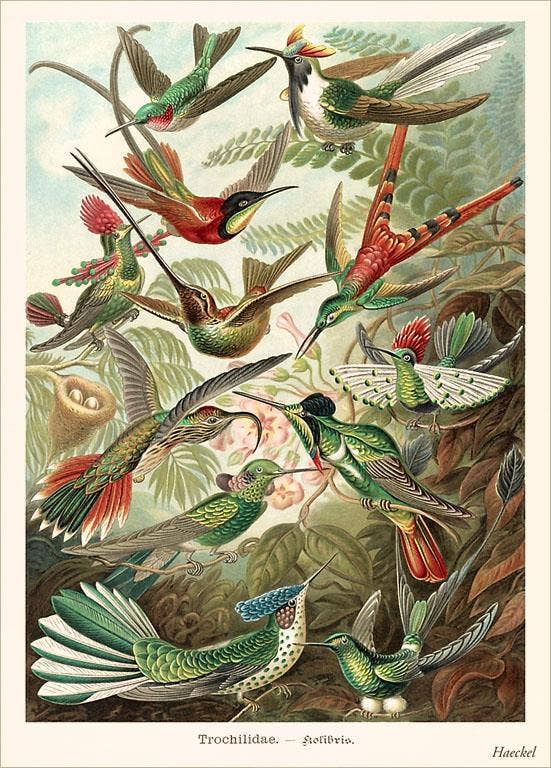 Colorful illustration of various hummingbirds in flight with a naturalistic background.