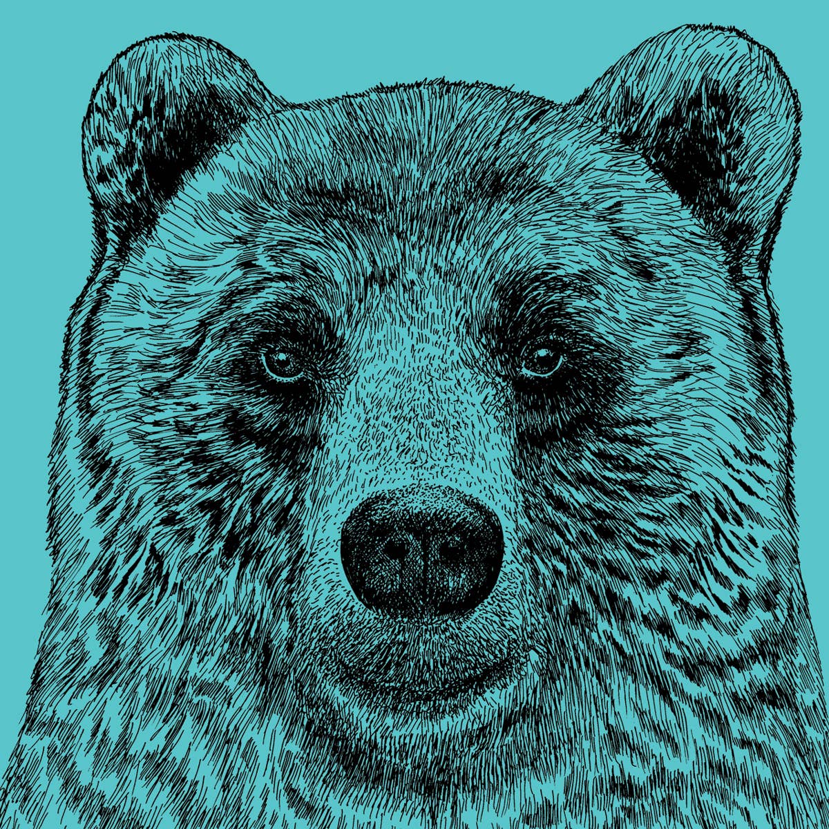 Detailed illustration of a bear's face on a teal background
