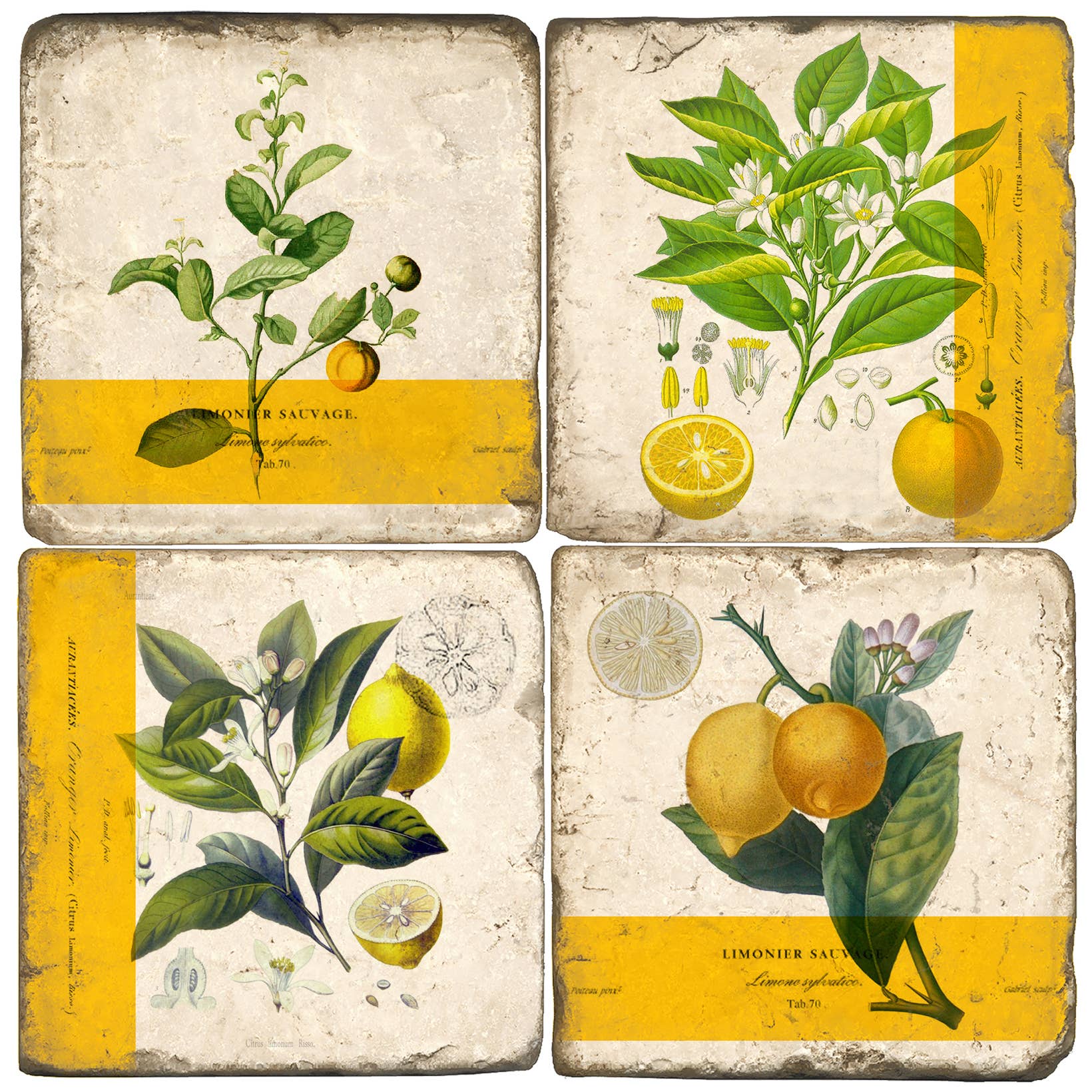 Set of four coasters with botanical lemon illustrations on a yellow and beige background.