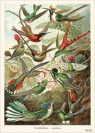 Colorful illustration of various hummingbirds in flight with a naturalistic background.