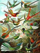 Colorful illustration of various hummingbirds in a forest setting