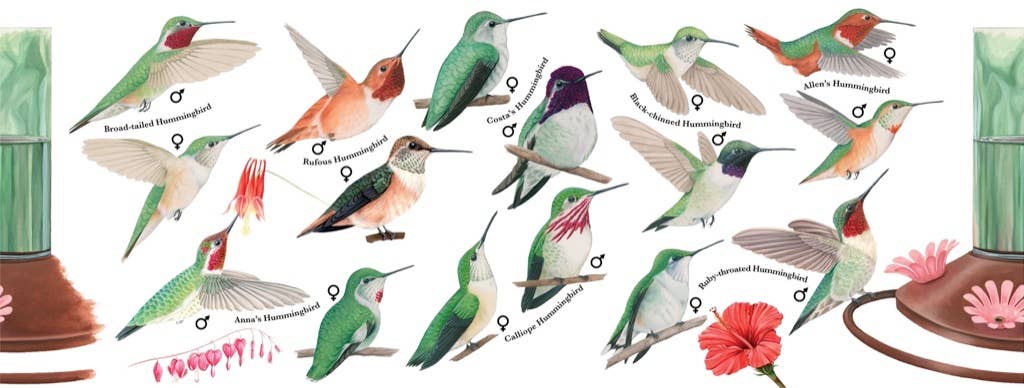 Illustration of various hummingbird species with labels on a white background