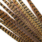 Close-up of pheasant feathers with black and brown patterns on a white background