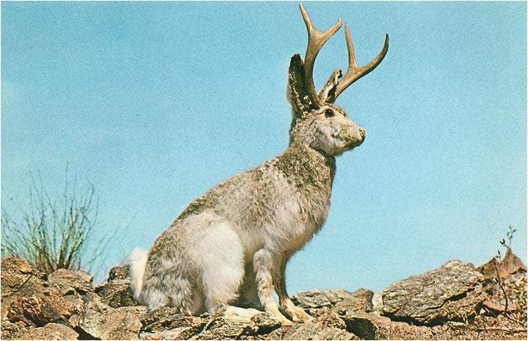 Large jackalope with prominent antlers standing on rocky terrain against a blue sky