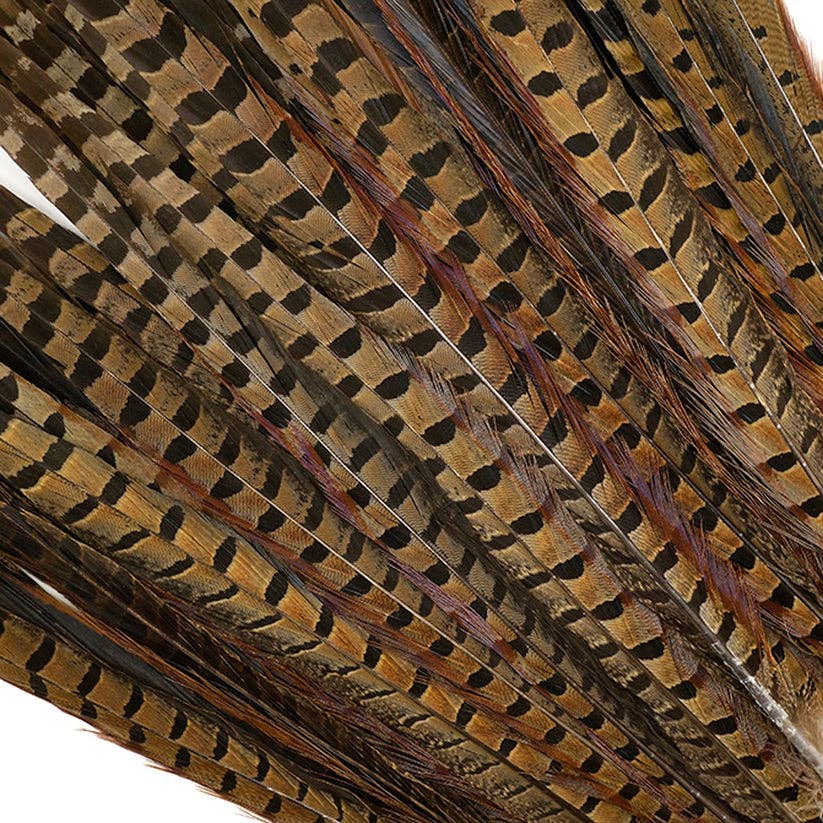 Close-up of pheasant feathers with a white background