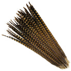 Bunch of brown and black feathers on a white background